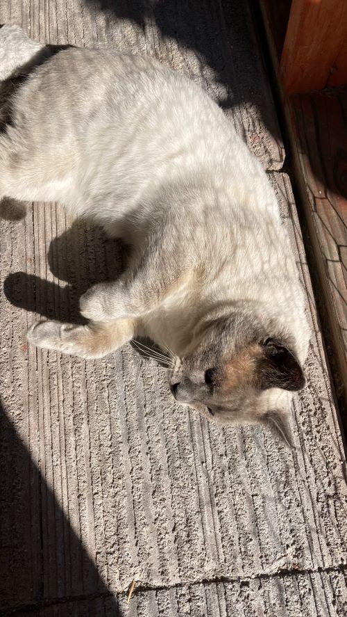 Romi, Adoptable, Adult Male American Shorthair.