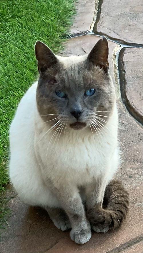 Romi, Adoptable, Adult Male American Shorthair.