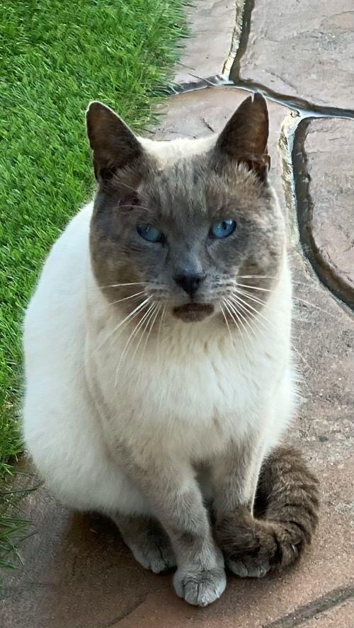 Enlarge Romi, a Adoptable American Shorthair in San DIego, CA image 2/4