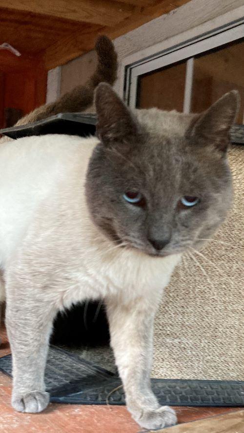 Enlarge Romi, a Adoptable American Shorthair in Carlsbad, CA image 3/4