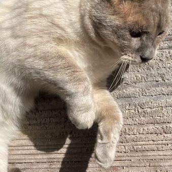 Enlarge Romi, a Adoptable American Shorthair in San DIego, CA image 3/4