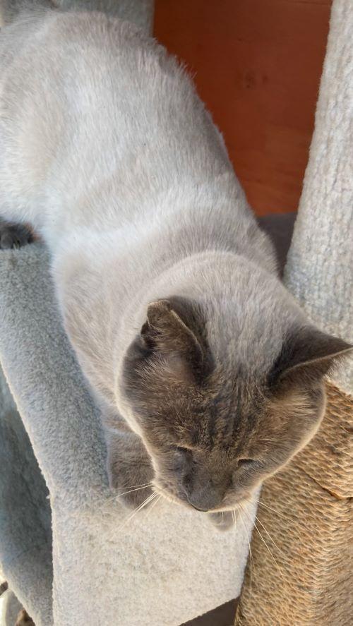 Enlarge Romi, a Adoptable American Shorthair in San DIego, CA image 4/4