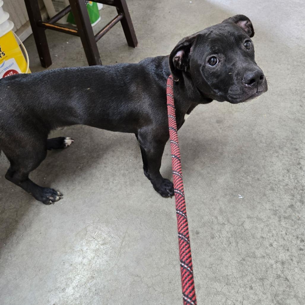 TOBY, Adoptable, Young Male Pit Bull Terrier.