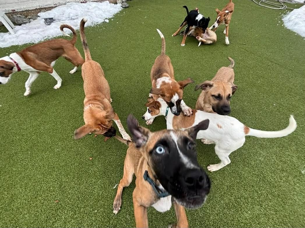 Enlarge Blitzen, a Adoptable mixed breed in Stamford, CT image 3/5