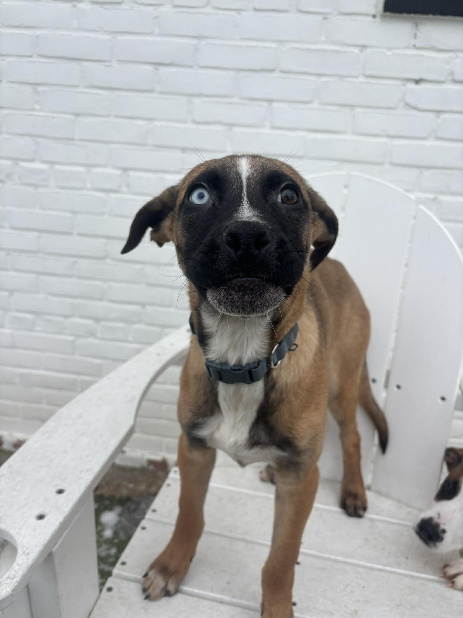 Enlarge Blitzen, a Adoptable mixed breed in Stamford, CT image 1/5