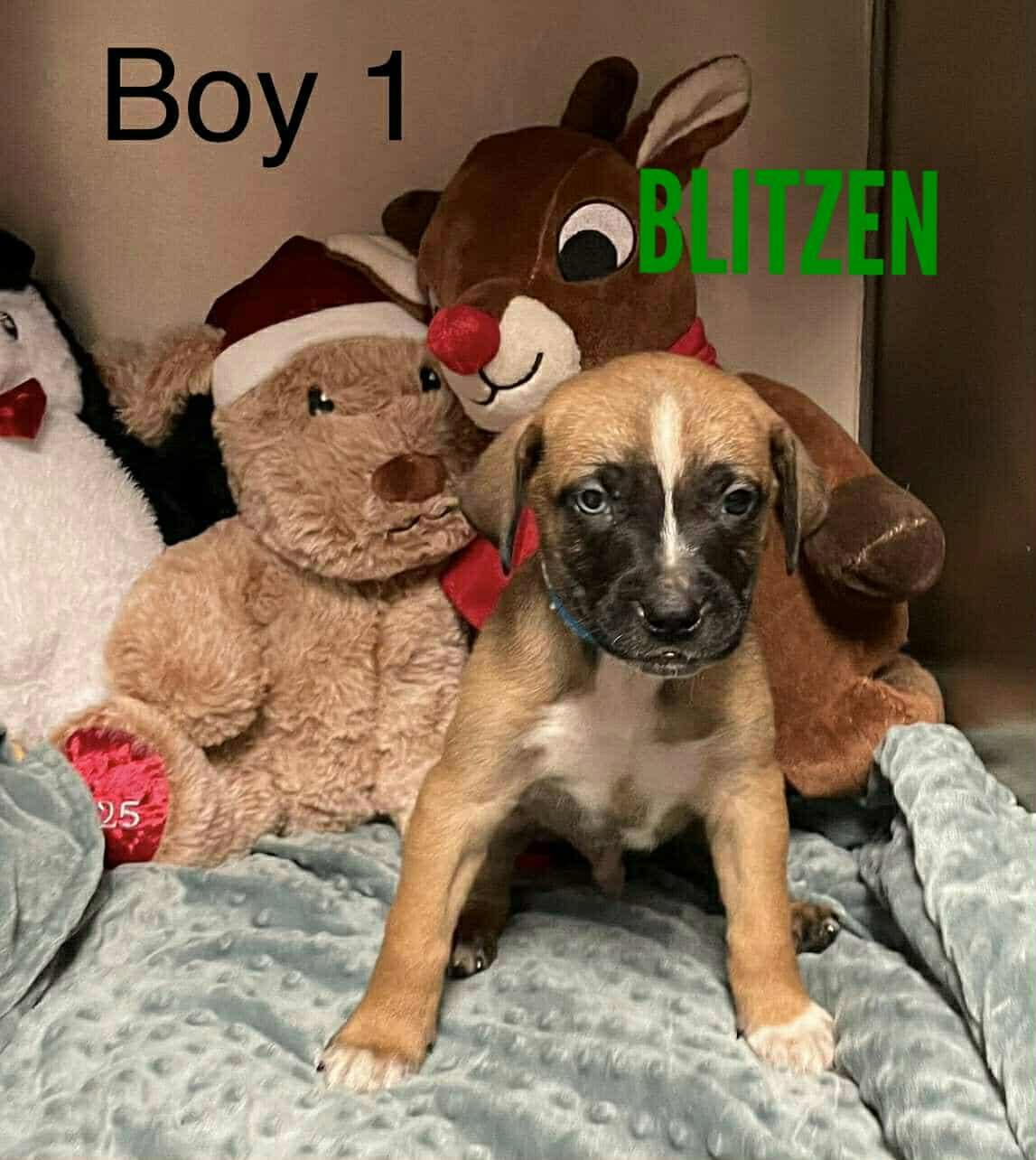 Enlarge Blitzen, a Adoptable mixed breed in Stamford, CT image 4/5