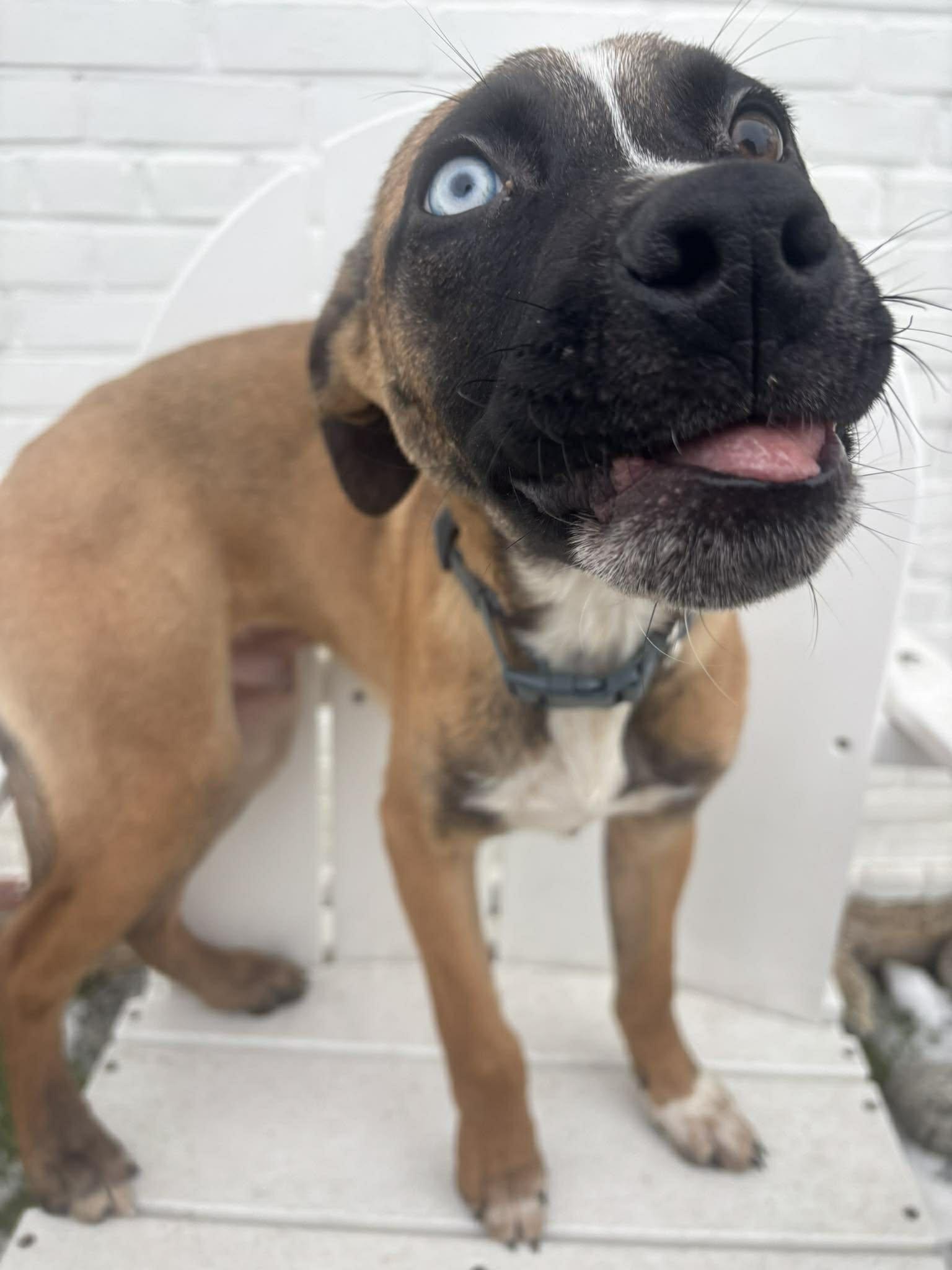 Enlarge Blitzen, a Adoptable mixed breed in Stamford, CT image 2/5