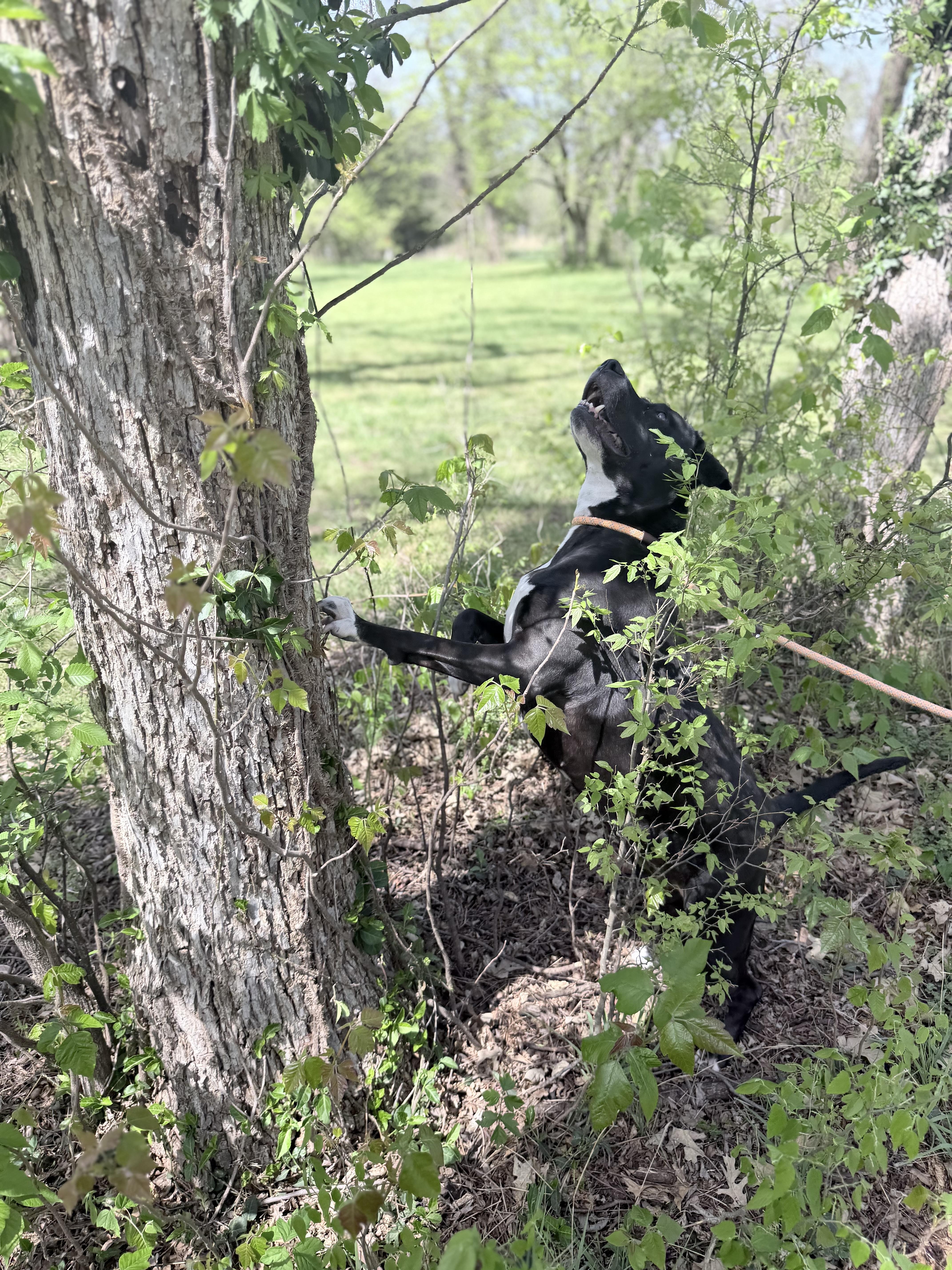 Enlarge Penny, a ADOPTABLE mixed breed in Stillwater, OK image 4/4