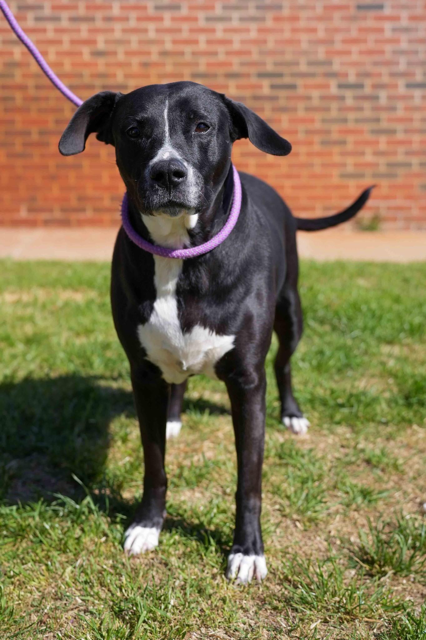 Penny, ADOPTABLE, Senior Female Pit Bull Terrier & Labrador Retriever.