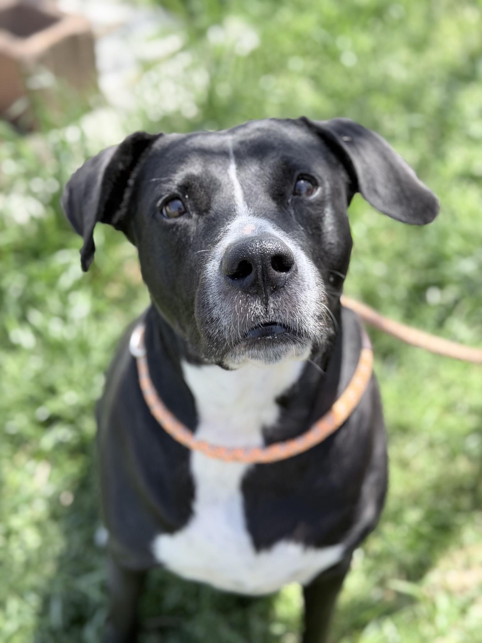 Enlarge Penny, a ADOPTABLE mixed breed in Stillwater, OK image 1/4
