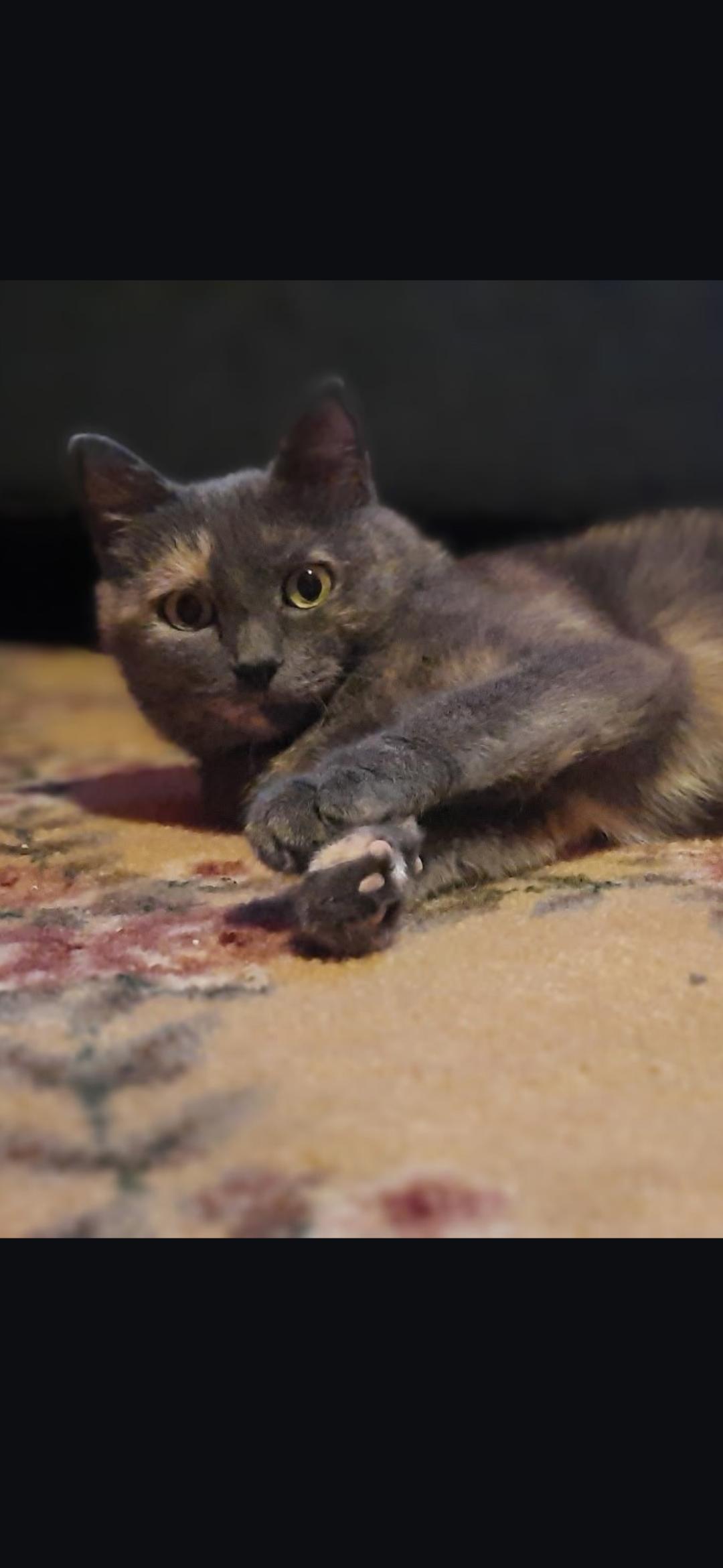 Fetti, ADOPTABLE, Young Female Domestic Short Hair.