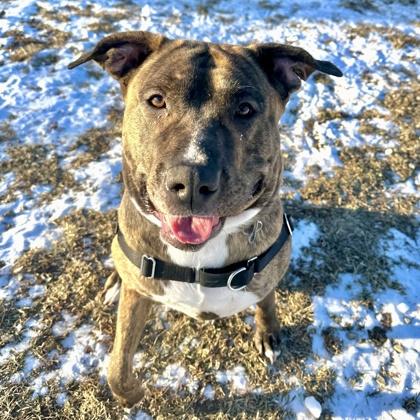 Enlarge Jasmine, a ADOPTABLE mixed breed in Dubuque, IA image 2/3