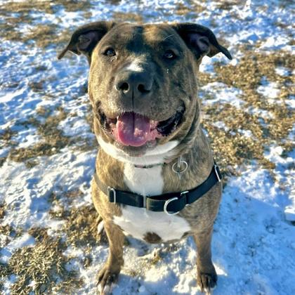 Enlarge Jasmine, a ADOPTABLE mixed breed in Dubuque, IA image 3/3