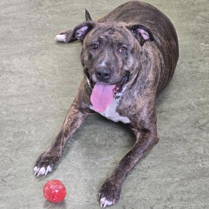 Jasmine, ADOPTABLE, Adult Female Mixed Breed.