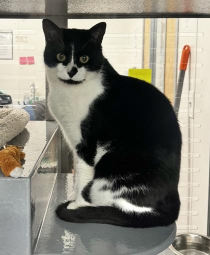 Nero, Adoptable, Young Male Domestic Short Hair & Domestic Short Hair.