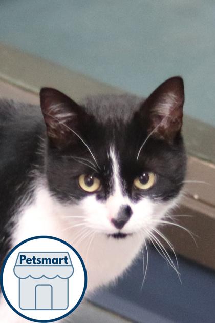 Enlarge Nero, a Adoptable mixed breed in Walla Walla, WA image 2/2