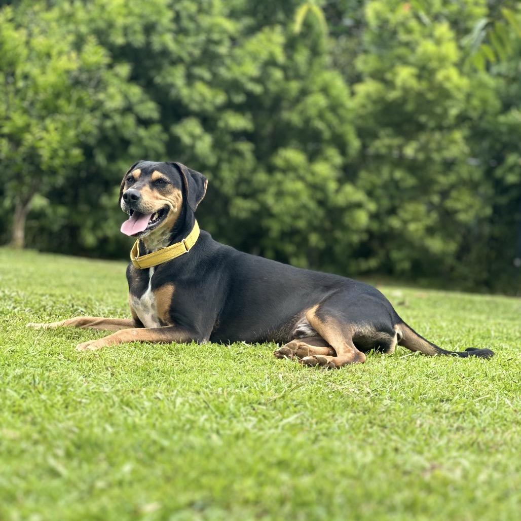 Enlarge Apollo, a Adoptable Mixed Breed in Keaau, HI image 1/6