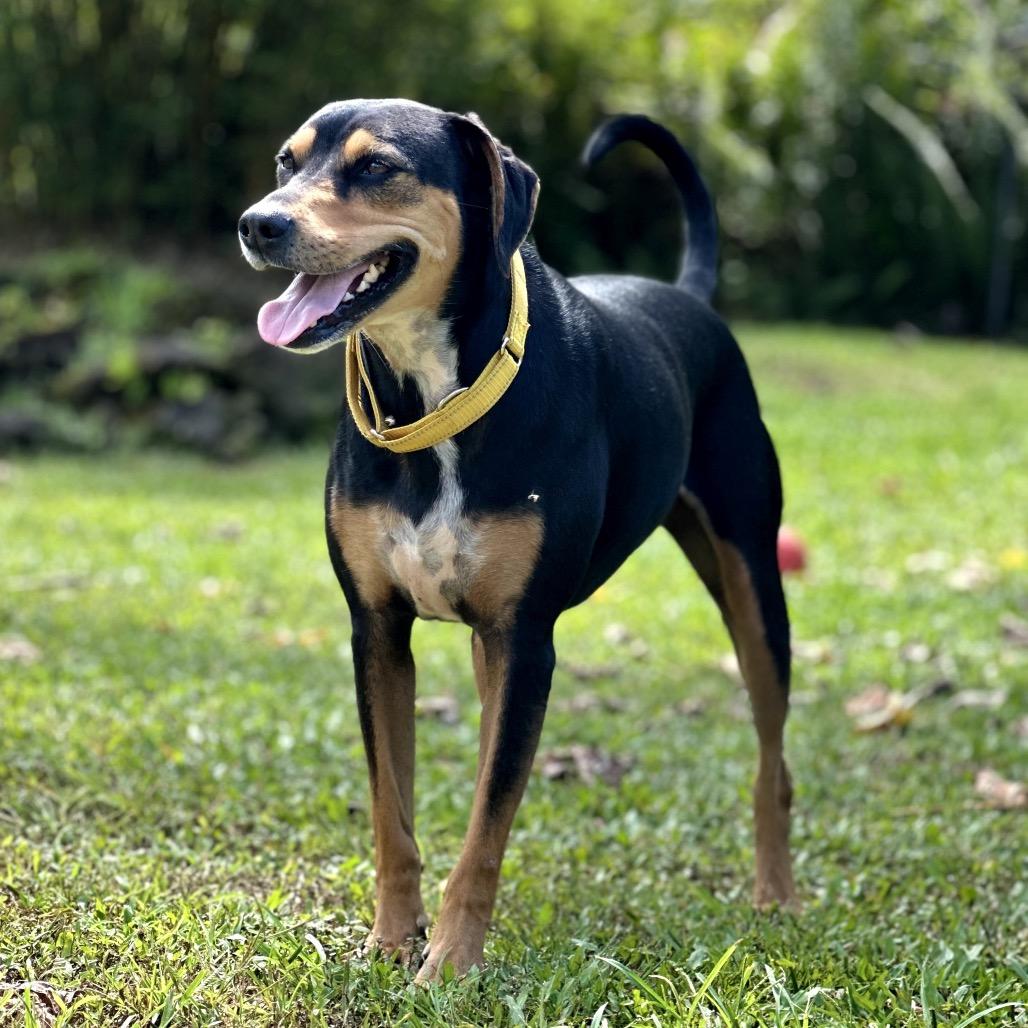 Enlarge Apollo, a Adoptable Mixed Breed in Keaau, HI image 2/6