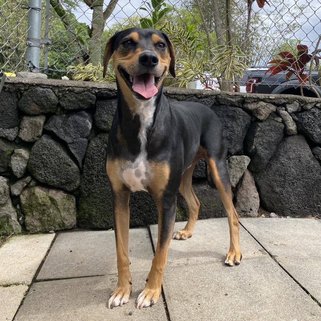 Apollo, Adoptable, Adult Male Mixed Breed.