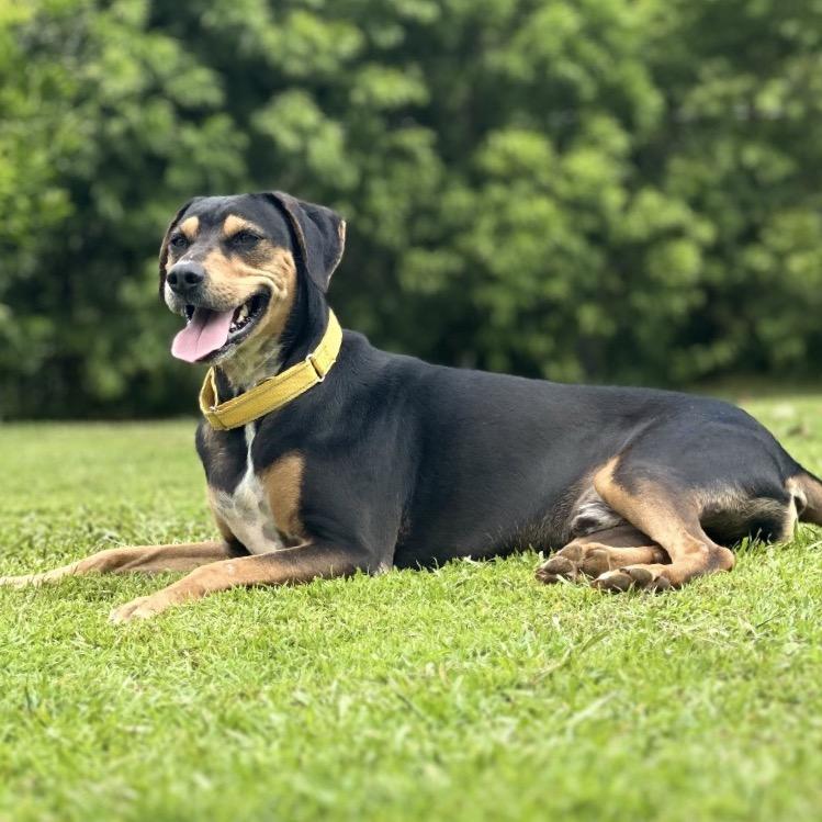 Enlarge Apollo, a Adoptable Mixed Breed in Keaau, HI image 2/6