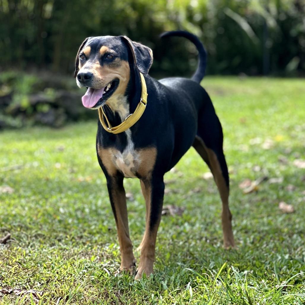 Enlarge Apollo, a Adoptable Mixed Breed in Keaau, HI image 4/6