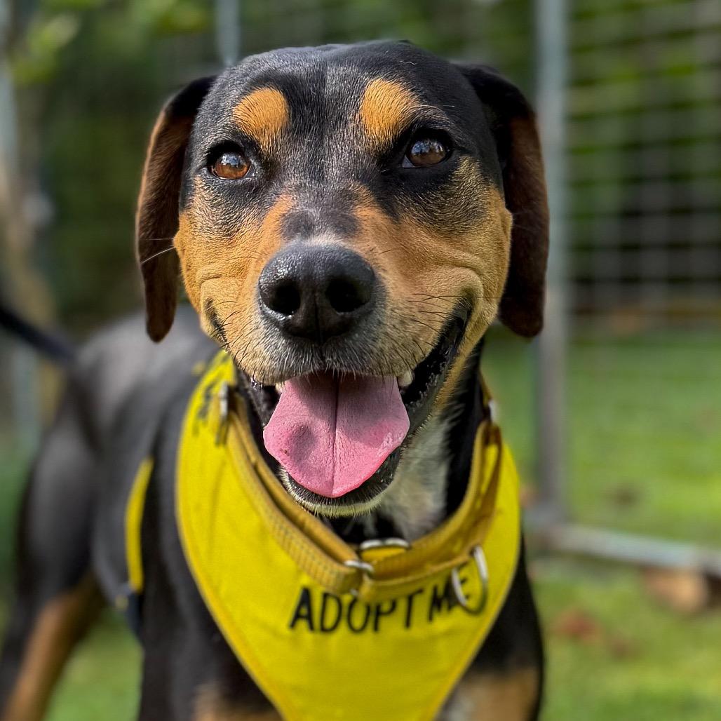Enlarge Apollo, a Adoptable Mixed Breed in Keaau, HI image 4/6