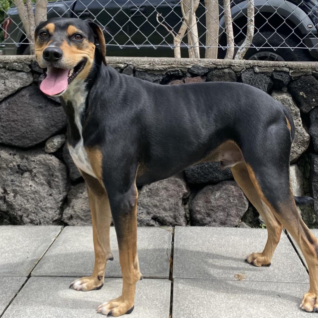 Enlarge Apollo, a Adoptable Mixed Breed in Keaau, HI image 5/6