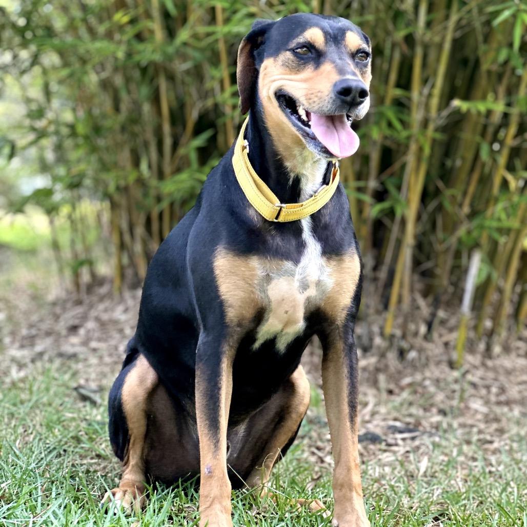 Enlarge Apollo, a Adoptable Mixed Breed in Keaau, HI image 6/6