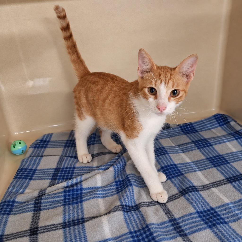 Enlarge O'Malley, a Adoptable mixed breed in Gautier, MS image 1/2