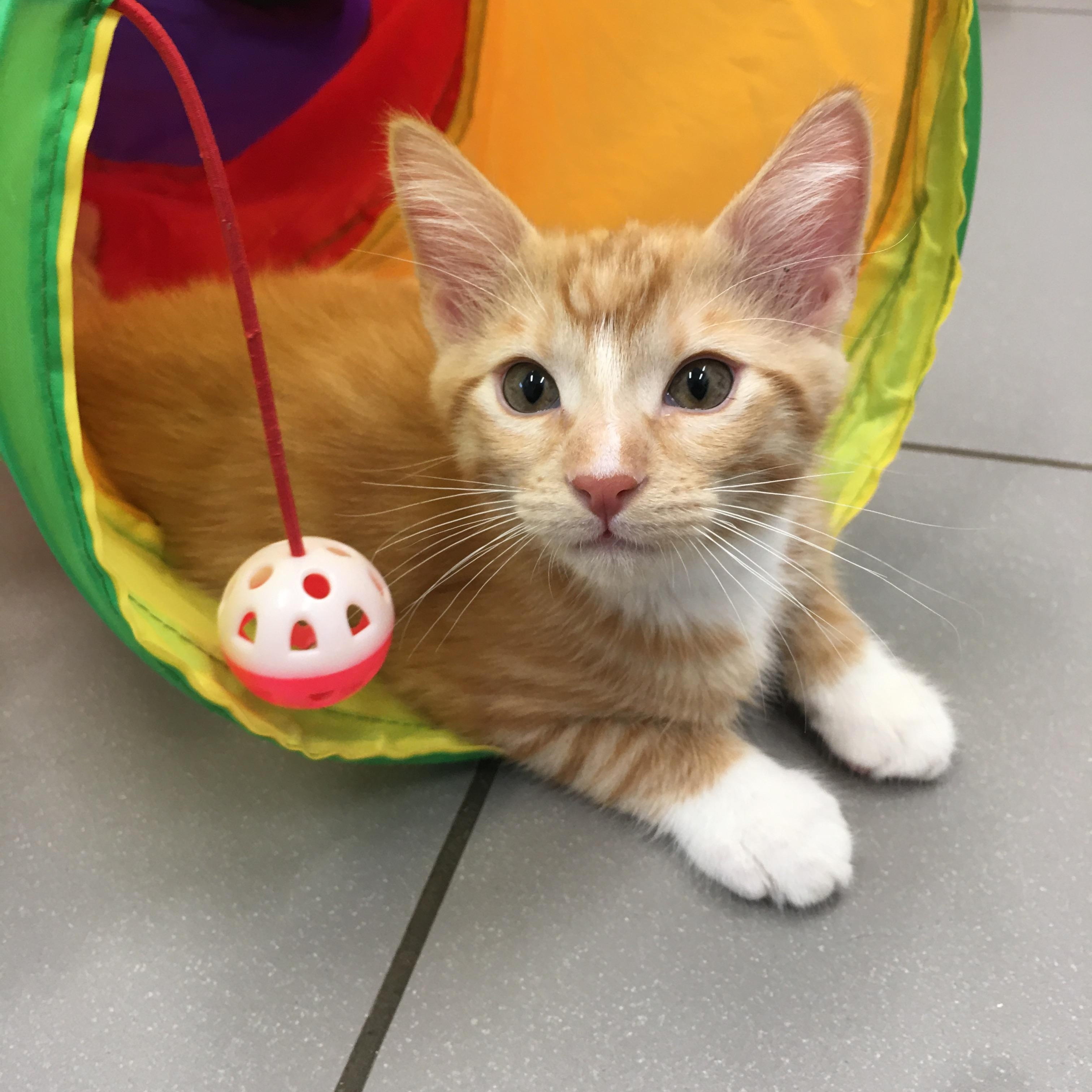 Samwise, ADOPTABLE, Kitten Male Domestic Short Hair.