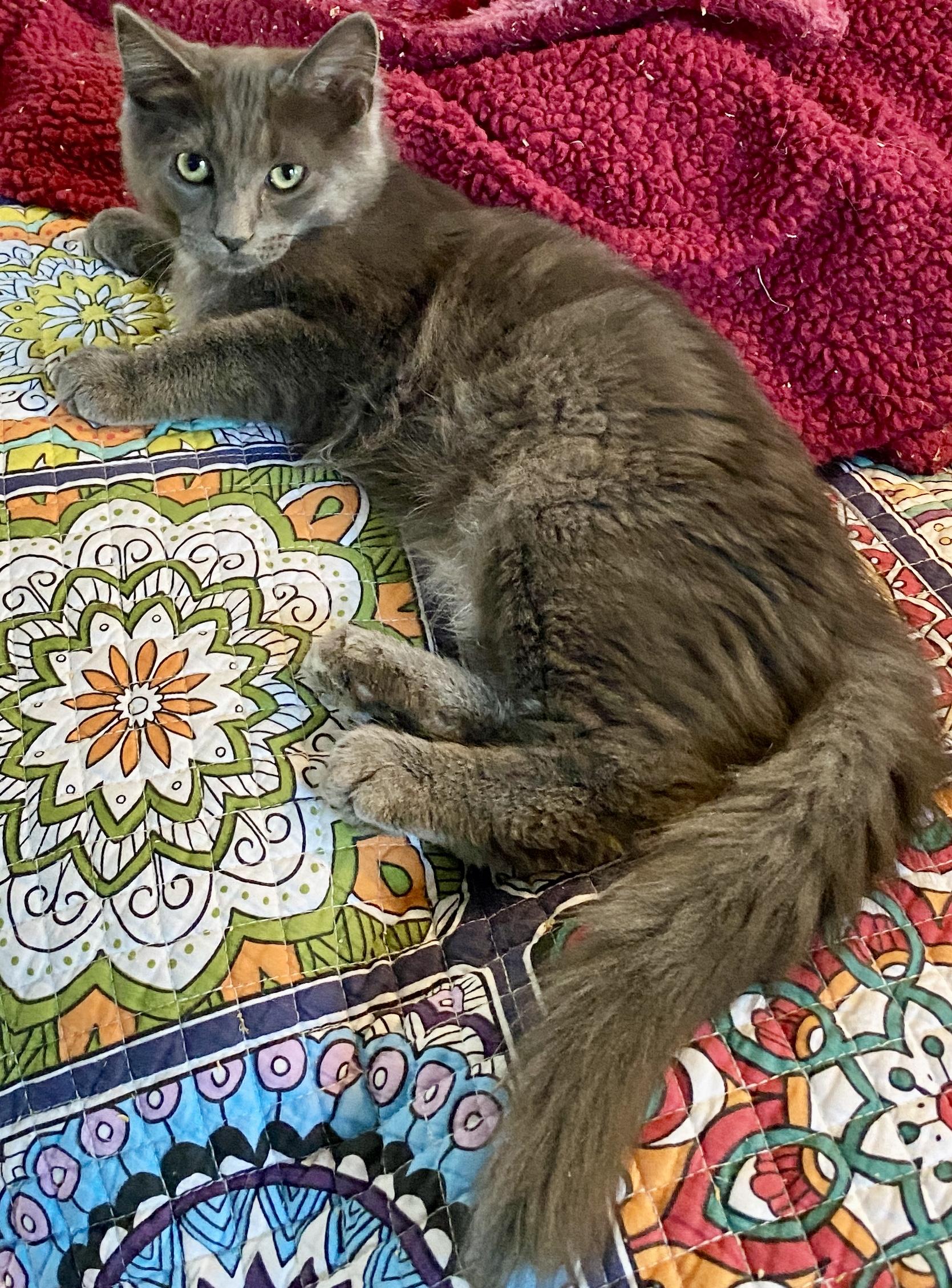 Snickerdoodle