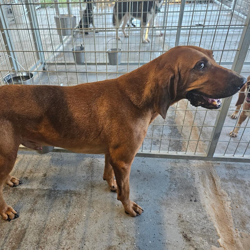Dogde, Adoptable, Adult Male Redbone Coonhound.