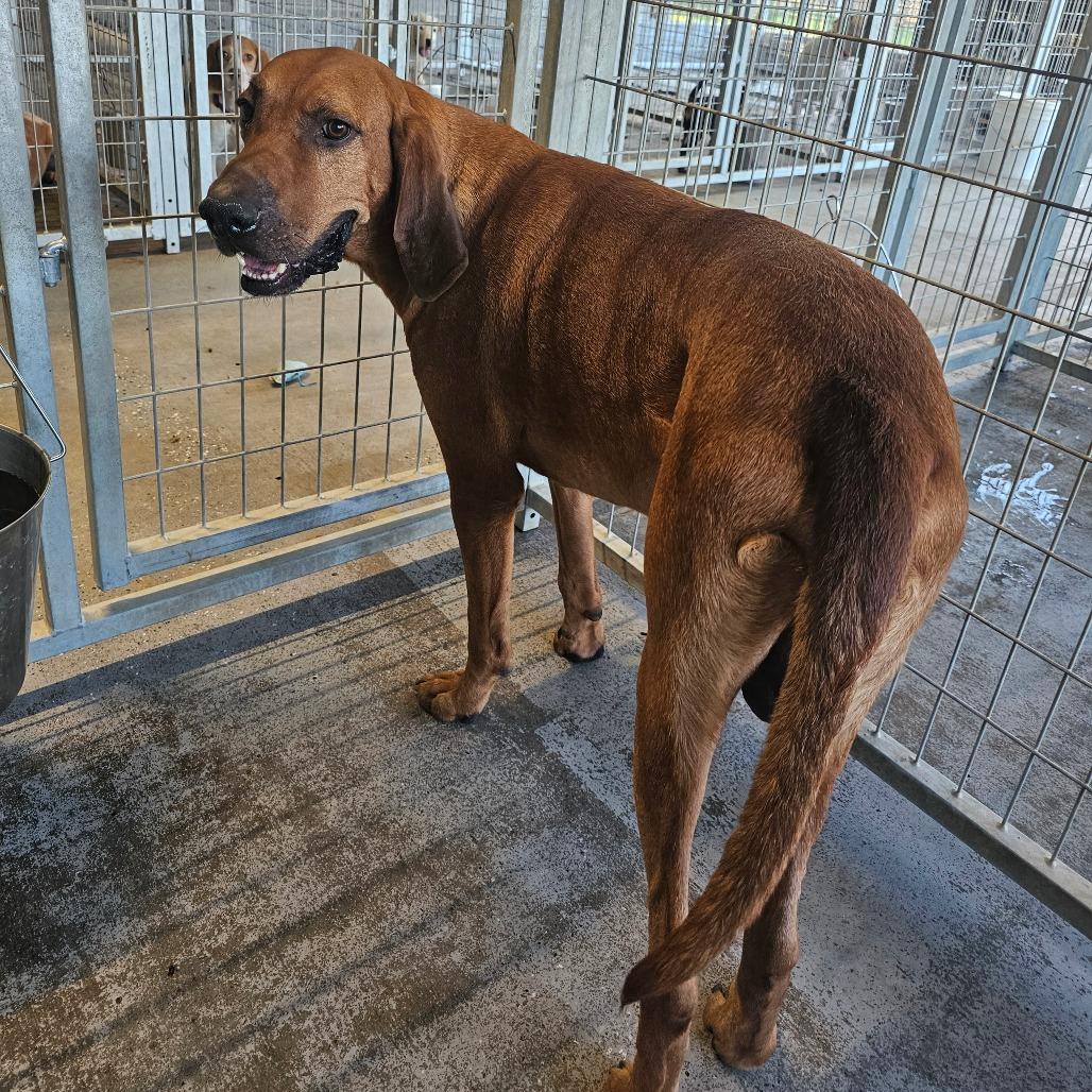 Enlarge Dogde, a Adoptable Redbone Coonhound in mount vernon, AR image 2/2