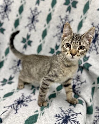 Newt, Adoptable, Kitten Male Domestic Short Hair & Domestic Short Hair.