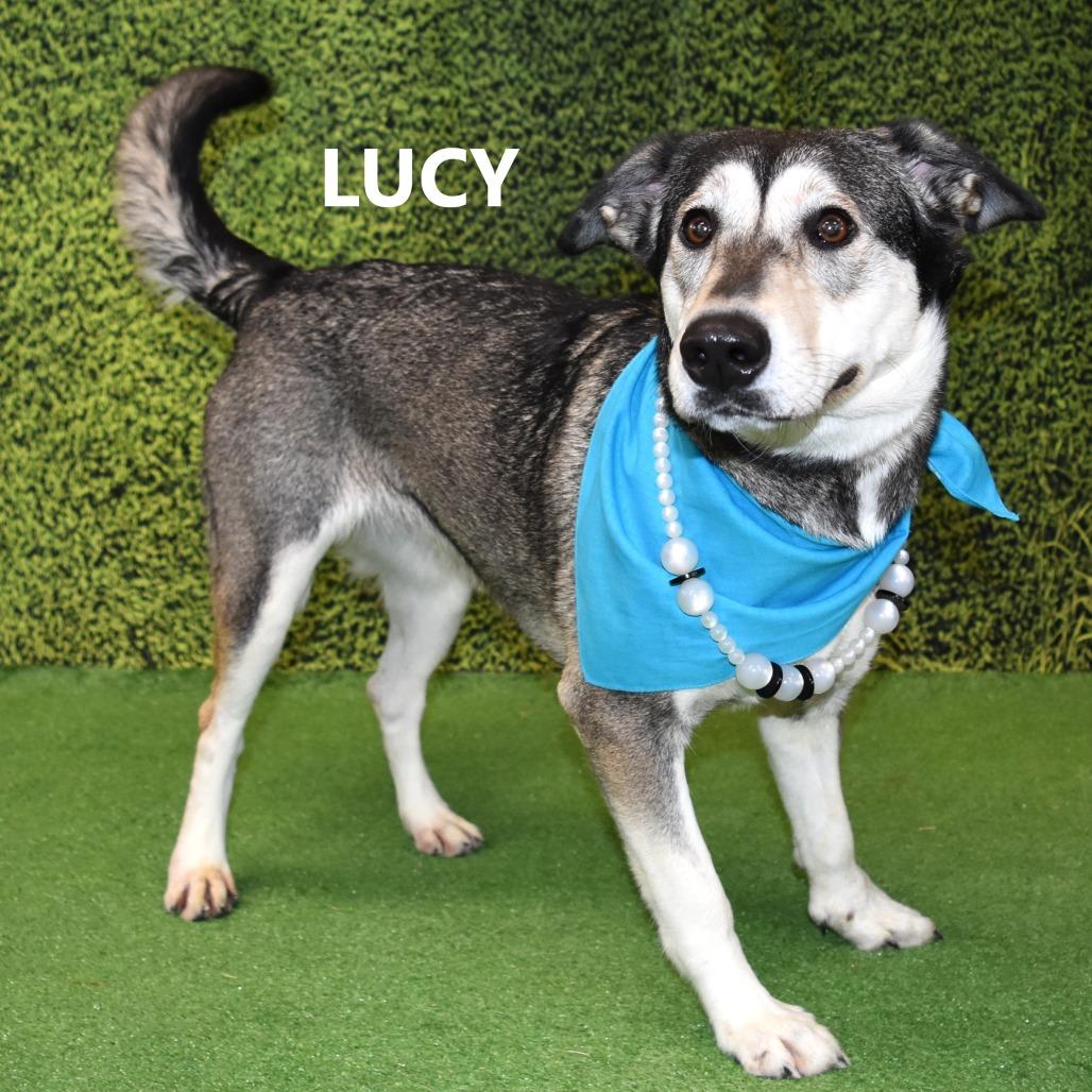 Lucy, a Adoptable mixed breed in Yuma, AZ image 1/3