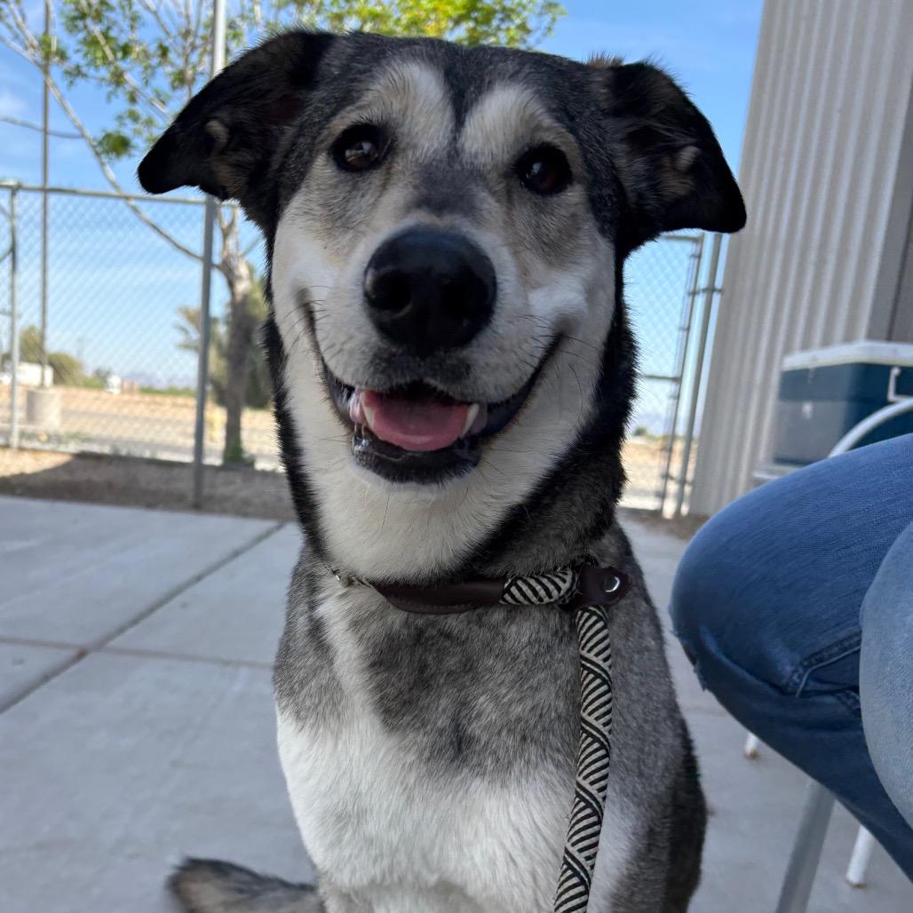 Lucy, a Adoptable mixed breed in Yuma, AZ image 2/3