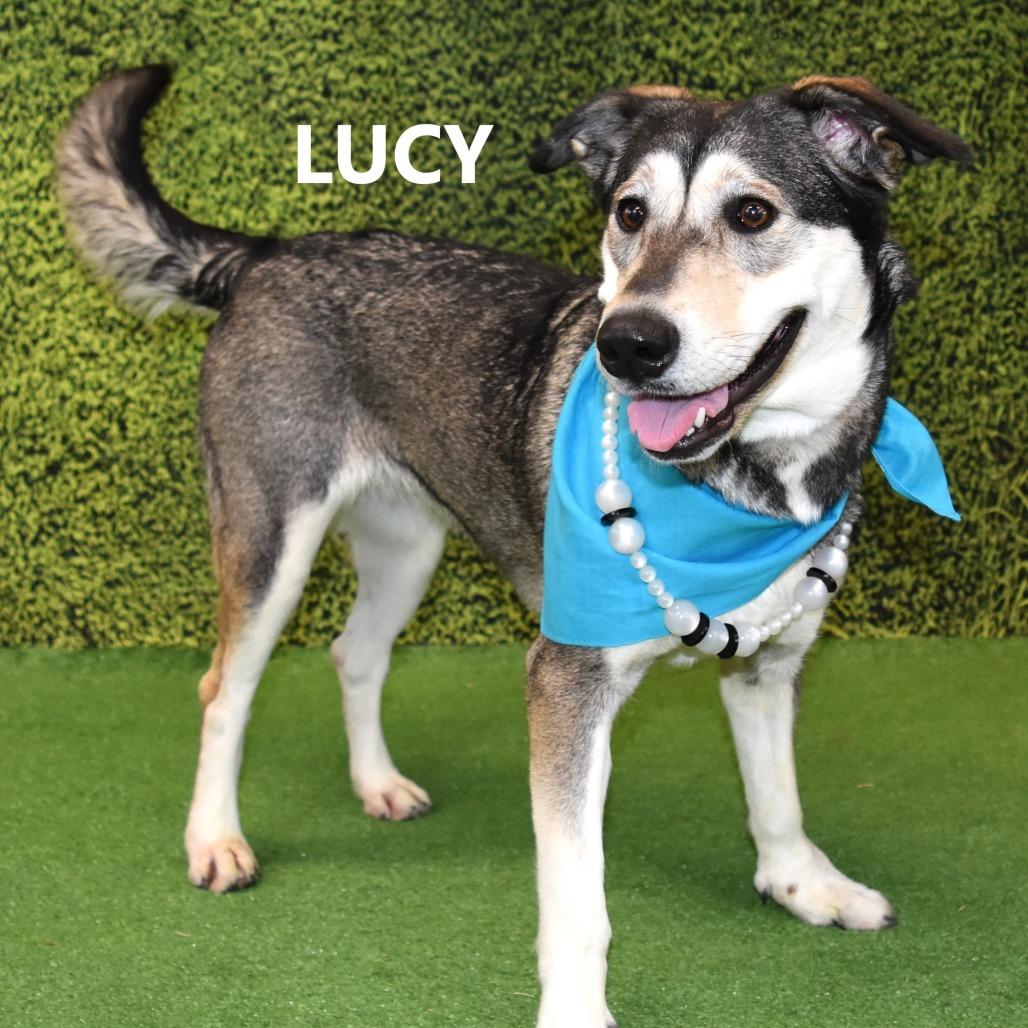 Lucy, a Adoptable mixed breed in Yuma, AZ image 3/3