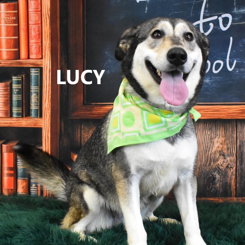 Lucy, a Adoptable mixed breed in Yuma, AZ image 3/5