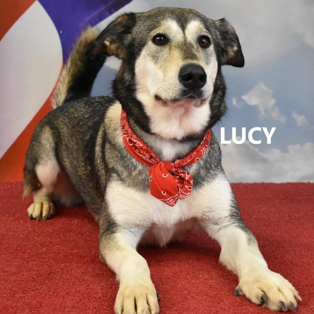 Lucy, a Adoptable mixed breed in Yuma, AZ image 4/4