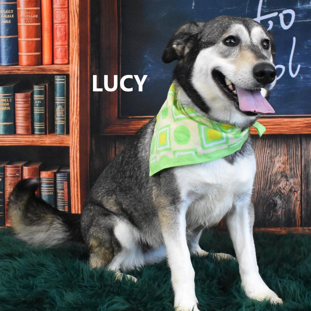Lucy, a Adoptable mixed breed in Yuma, AZ image 5/5