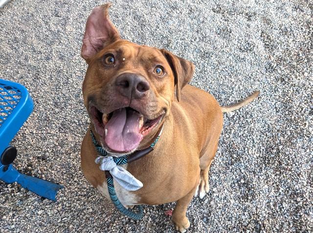 Enlarge TORETTO, a Adoptable Pit Bull Terrier in Mesa, AZ image 1/1