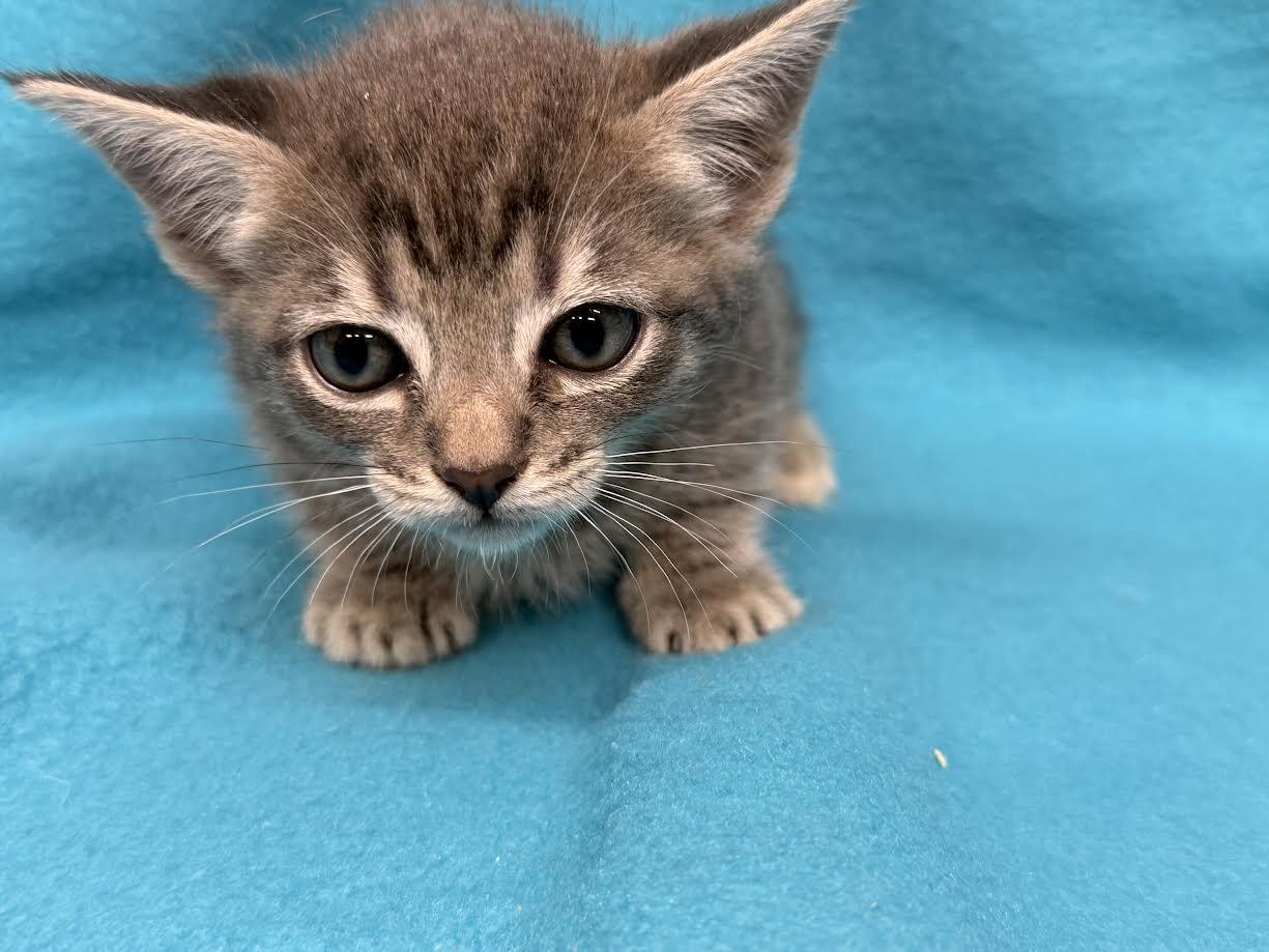 Enlarge Dot, a ADOPTABLE Domestic Short Hair in Oakdale, CA image 1/1