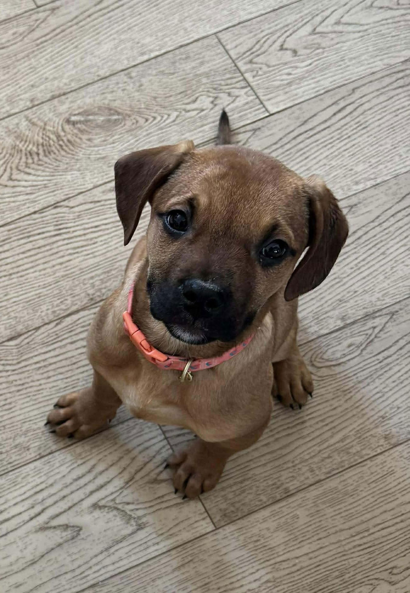 Noel (red w black snout), Adoptable, Puppy Female Mastiff & Rottweiler.