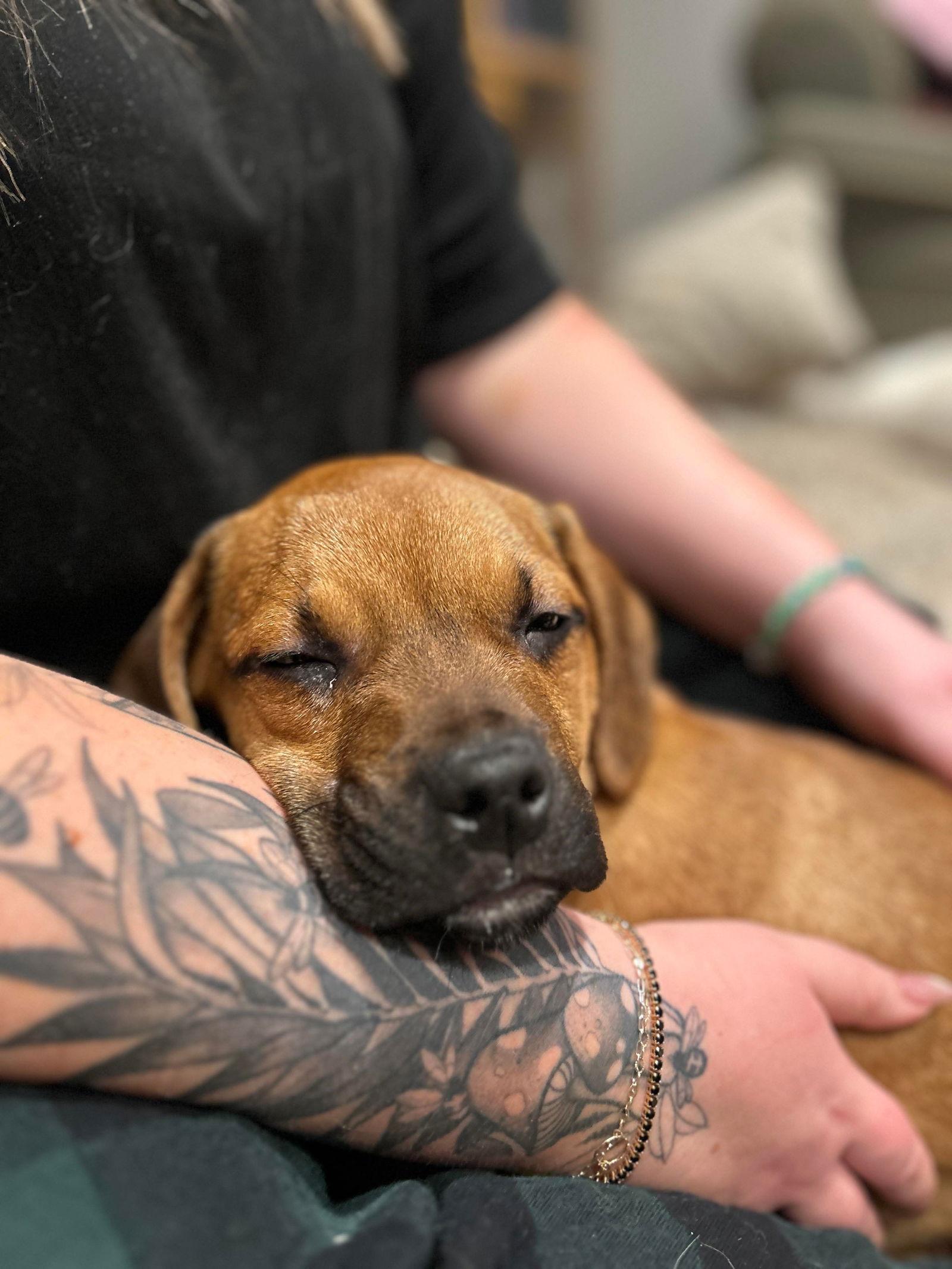 Enlarge Noel (red w black snout), a Adoptable mixed breed in Hawkestone, ON image 2/3