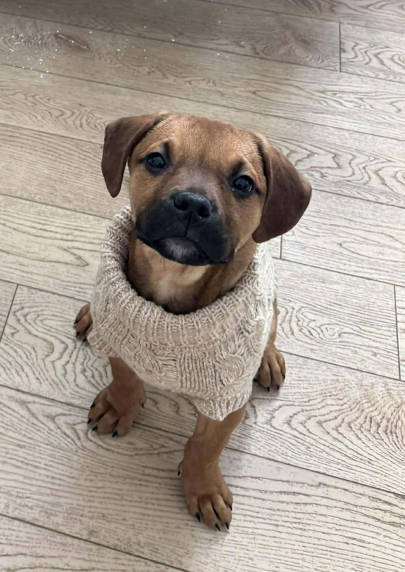 Enlarge Noel (red w black snout), a Adoptable mixed breed in Hawkestone, ON image 3/3