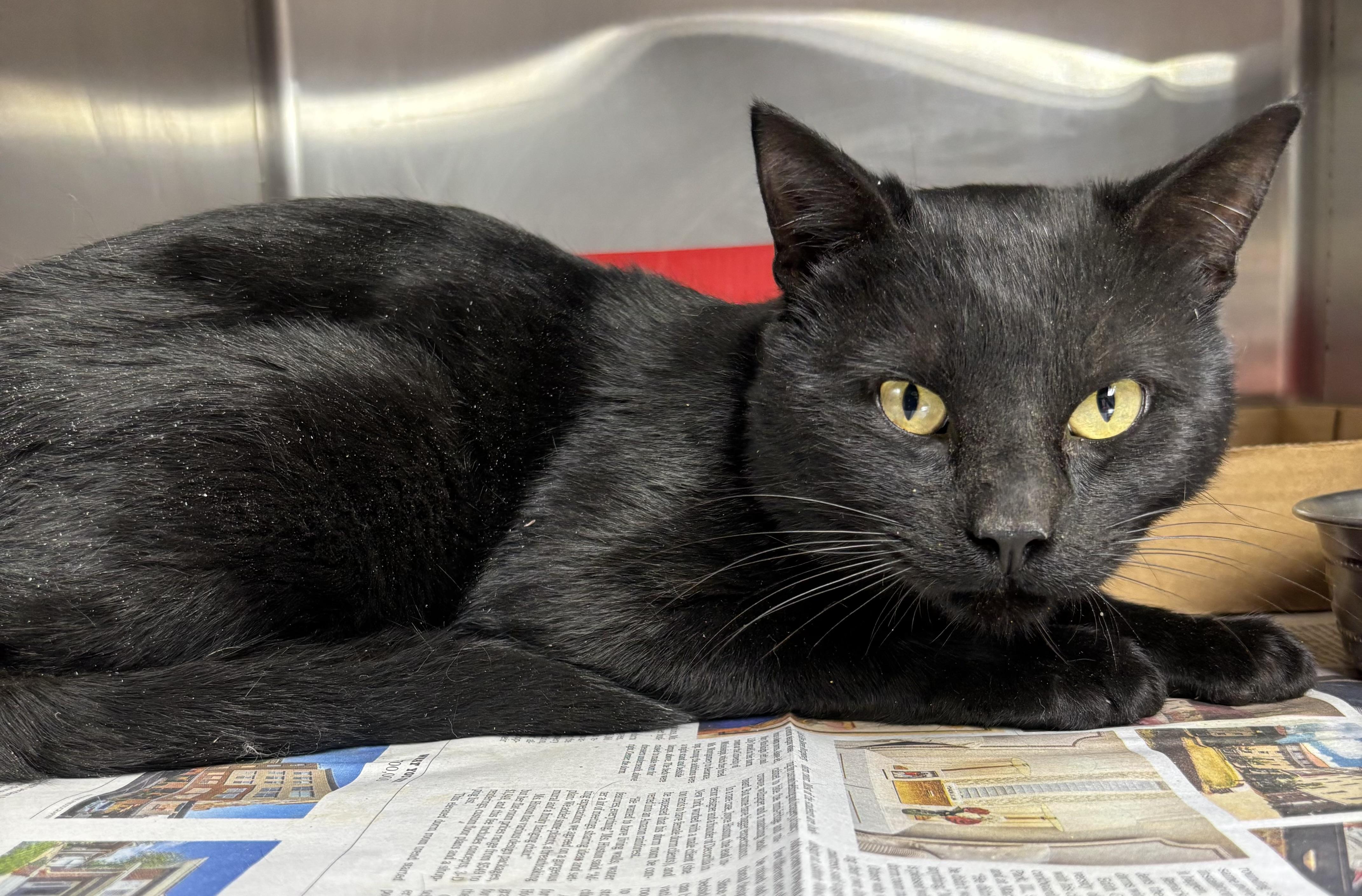 Captain, a Adoptable Domestic Short Hair in New Haven, CT image 2/2