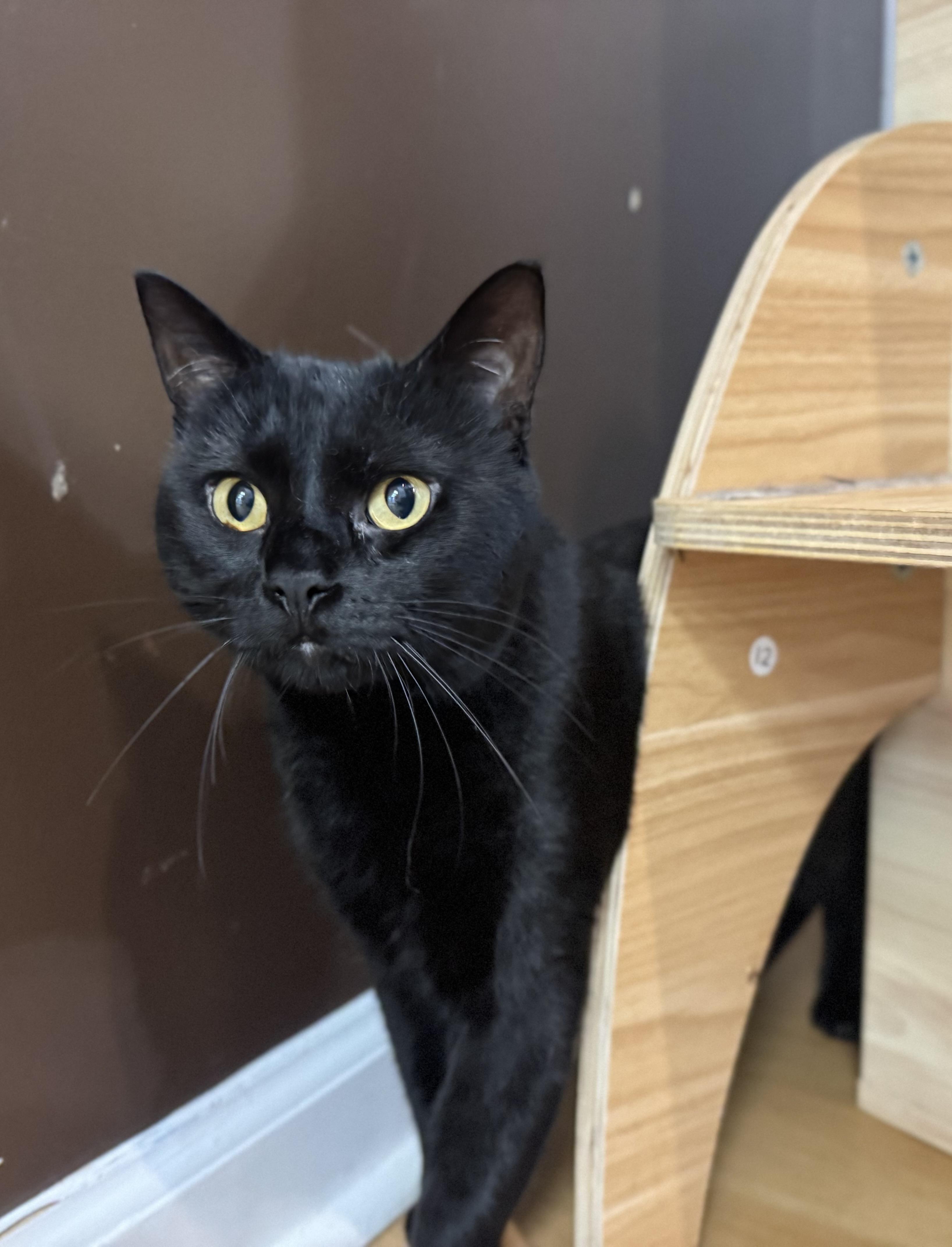 Captain, a Adoptable Domestic Short Hair in New Haven, CT image 1/2