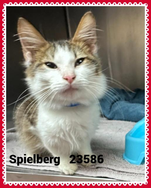 Enlarge SPIELBERG, a Adopted mixed breed in Marietta, GA image 4/6