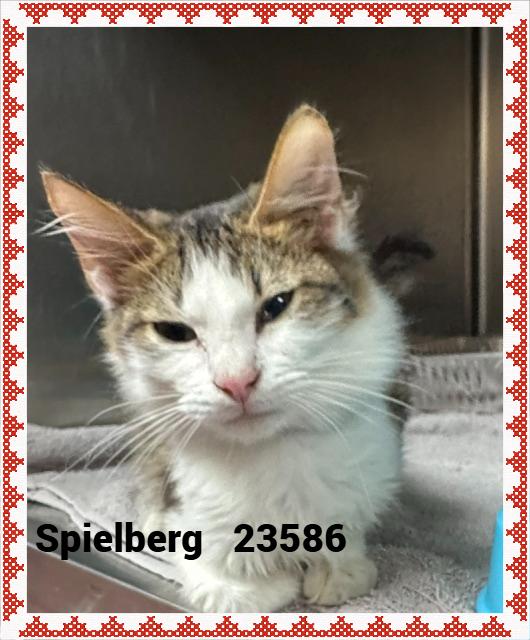 Enlarge SPIELBERG, a Adopted mixed breed in Marietta, GA image 6/6