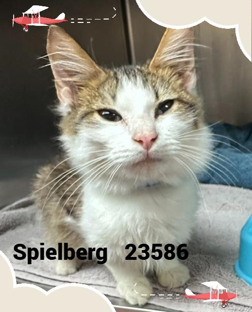 SPIELBERG, Adopted, Kitten Male Domestic Medium Hair.